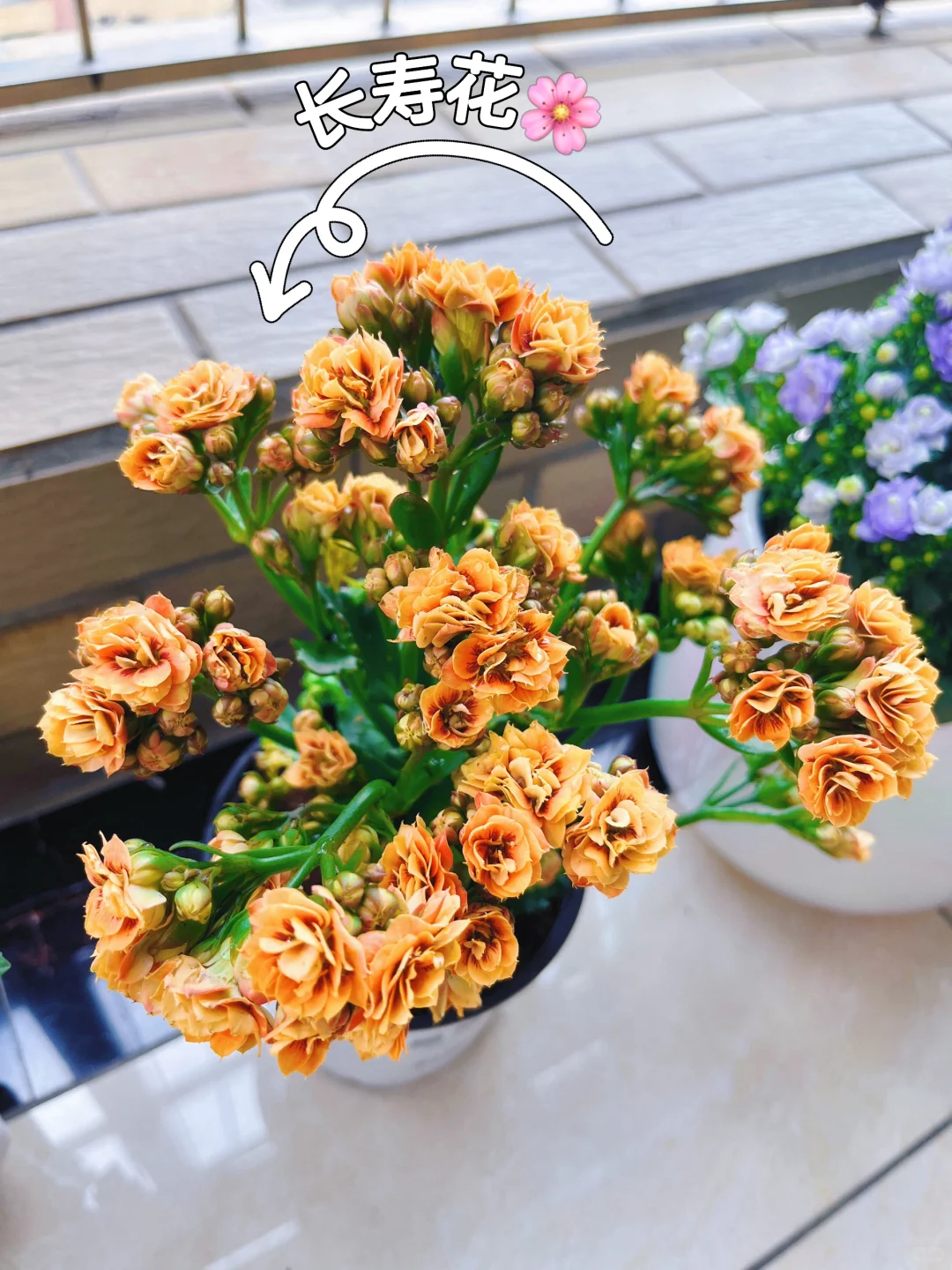 养花小白要开始入坑了