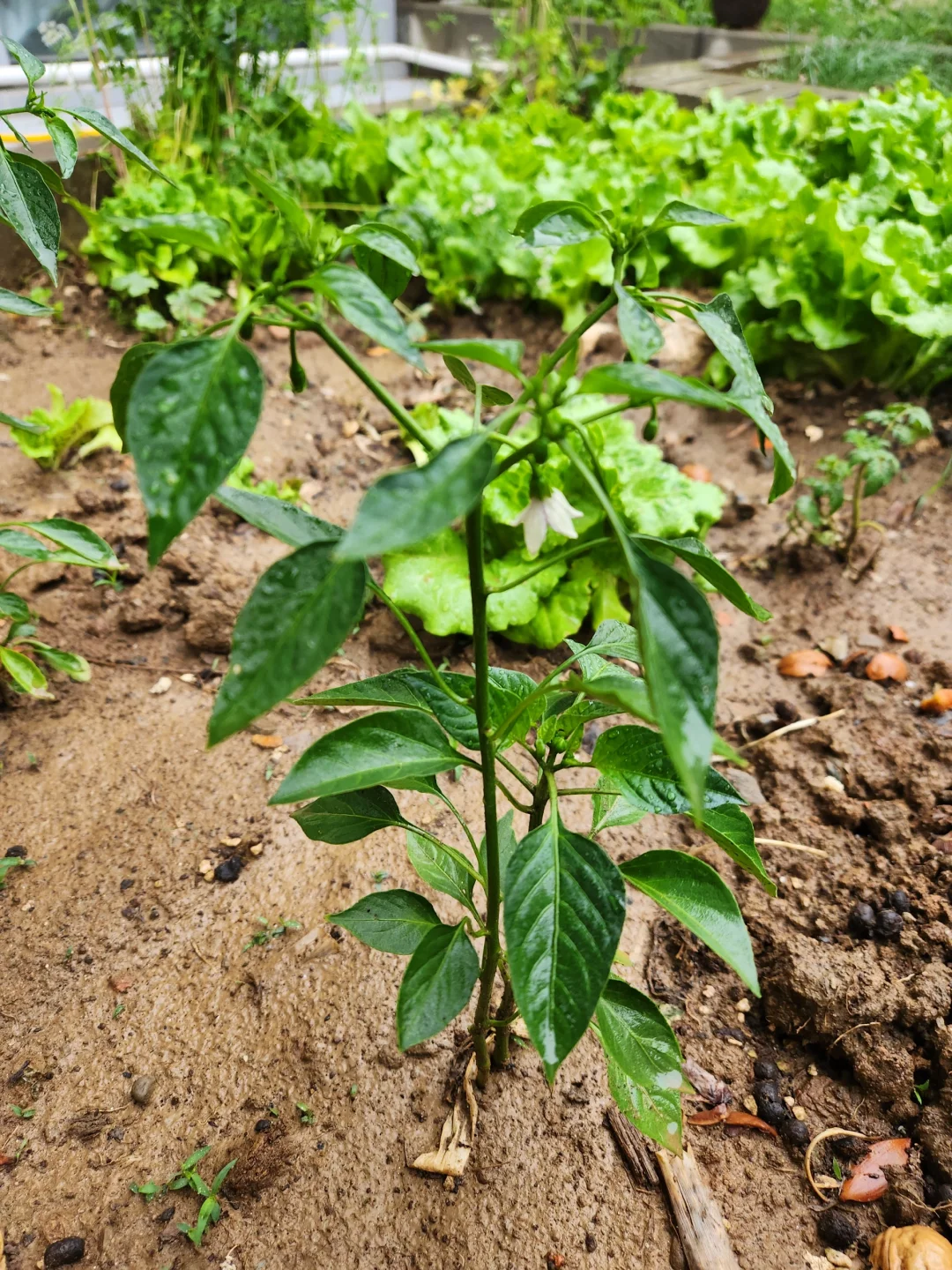 种点喜欢吃的蔬菜