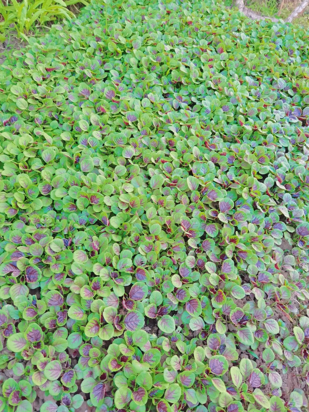 蔬菜品种合集???????