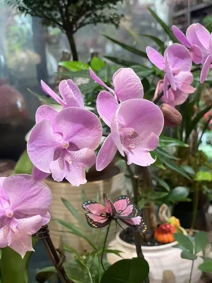 治愈系｜养花如养人,取悦自己