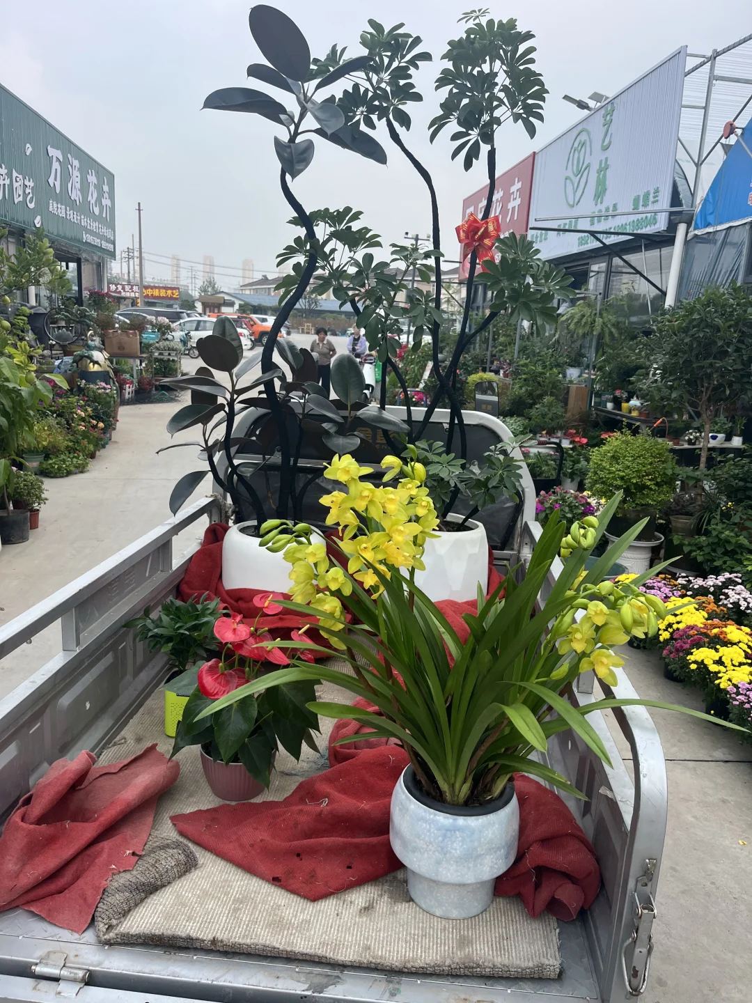 快来为家中添置些漂亮绿植吧！新货上架！