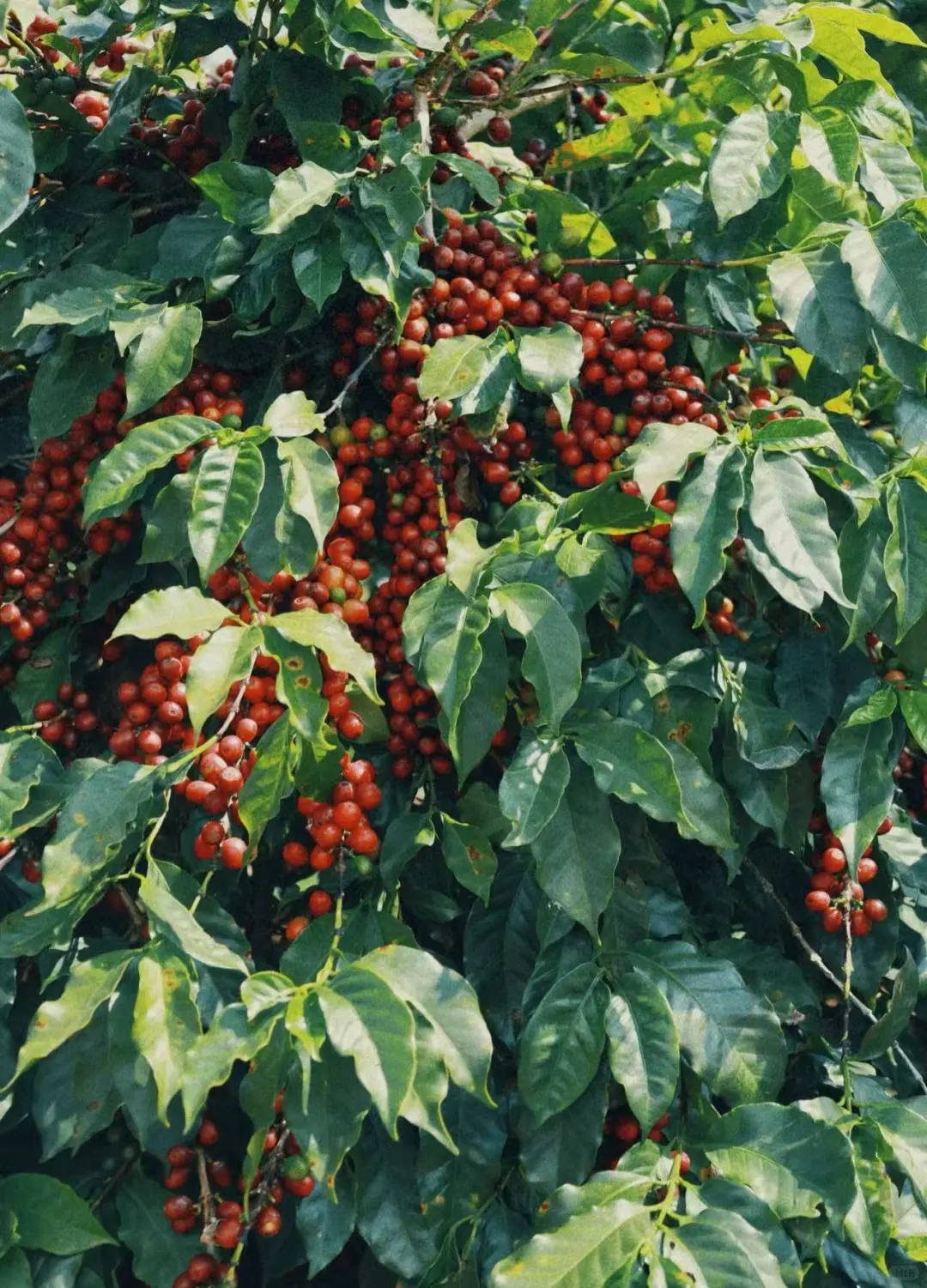 报名：云南产区游 | 生豆处理及烘焙综合课