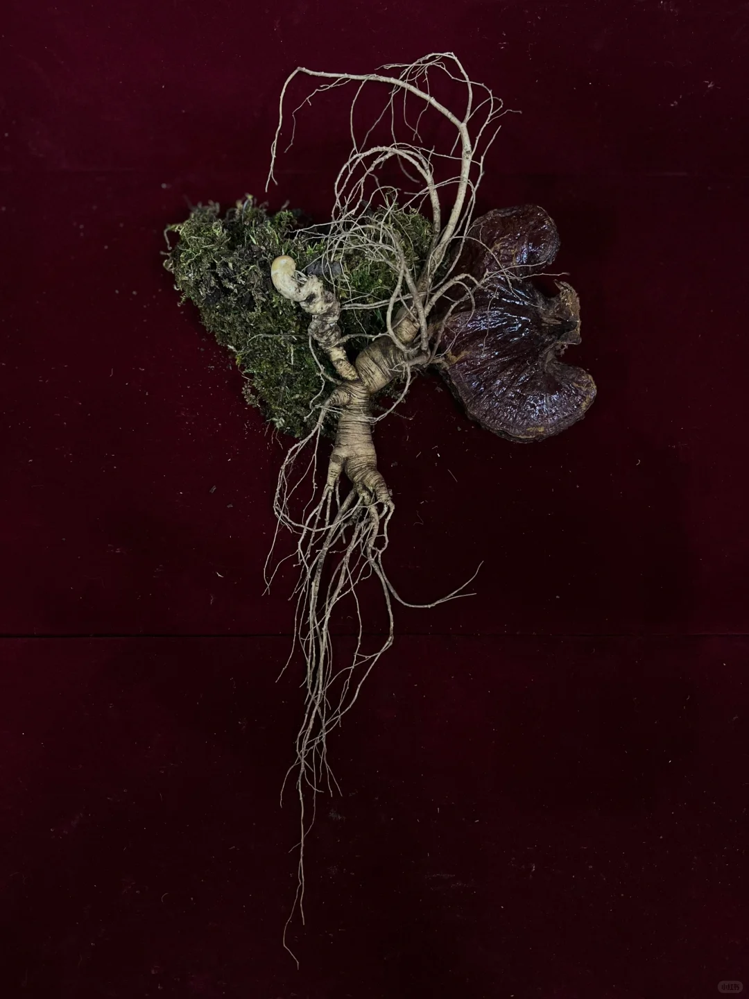 辨别林下籽参的方法