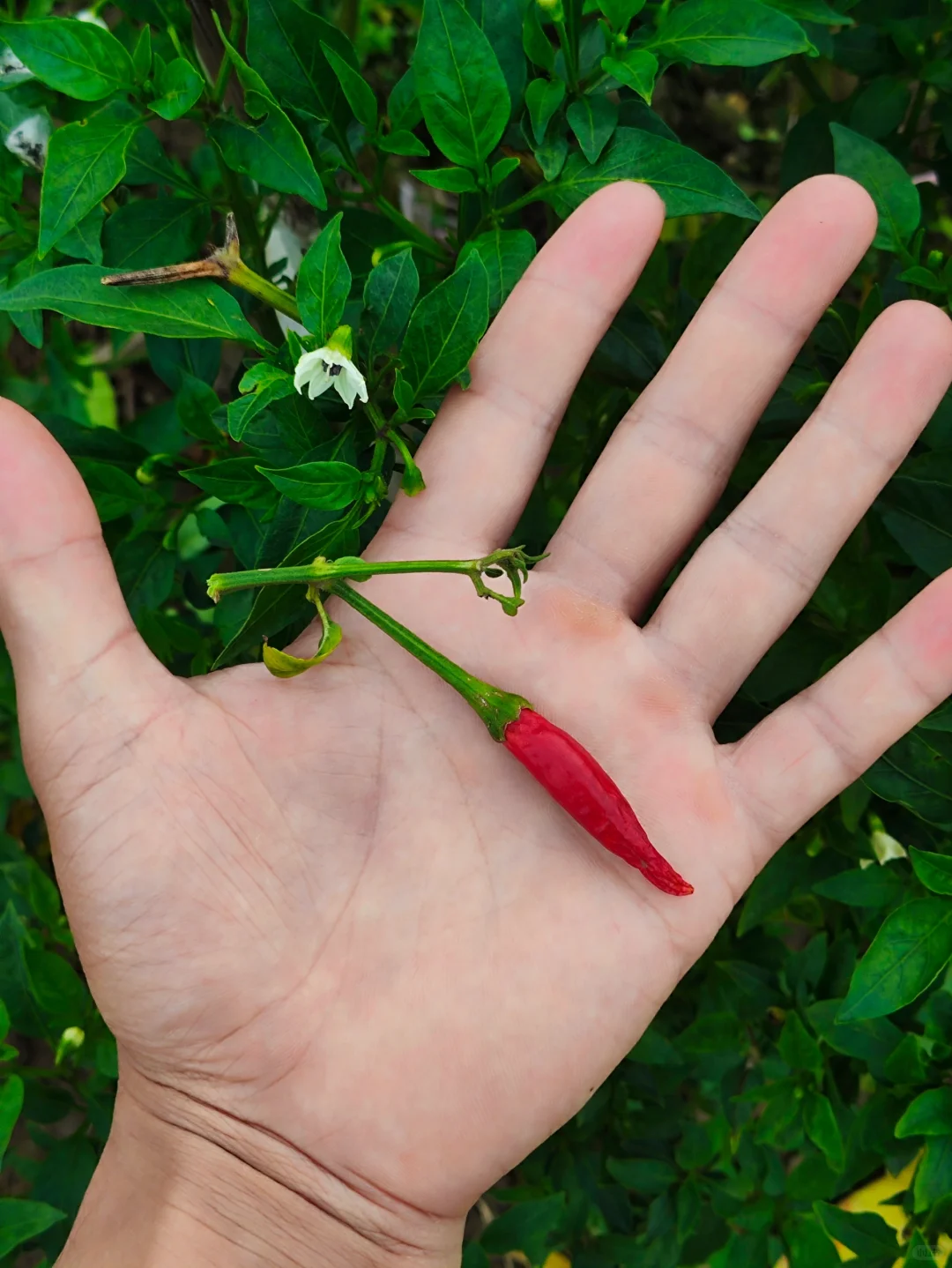 看看?我都种了啥⁉️