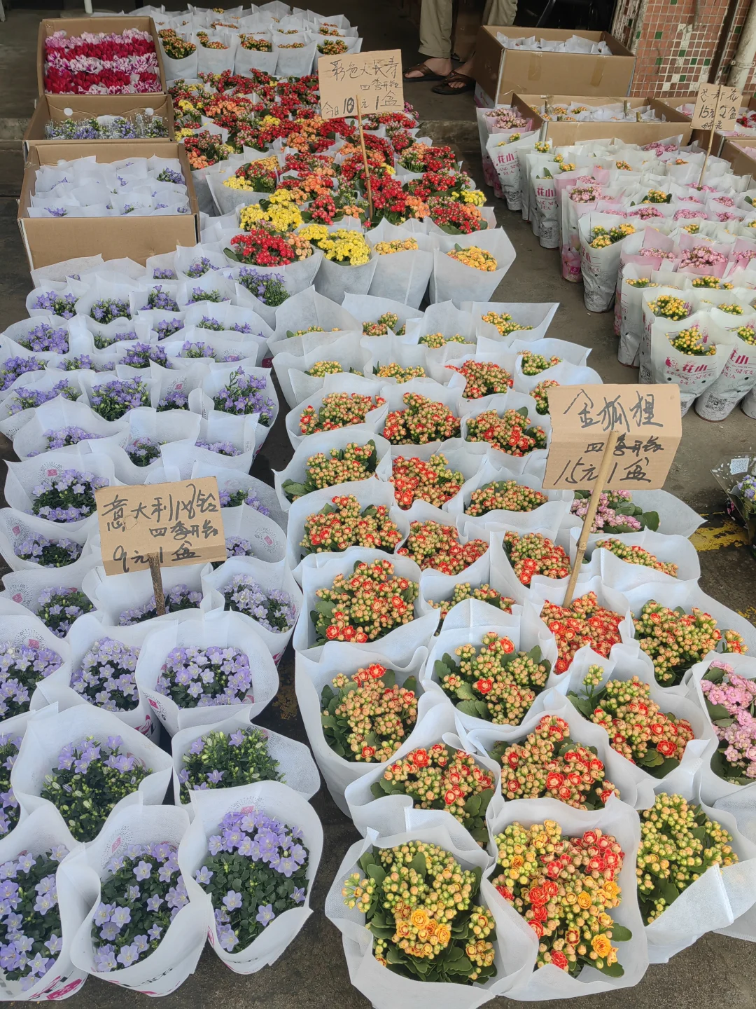 花花品种多了！2025.10.17岭南花卉市场