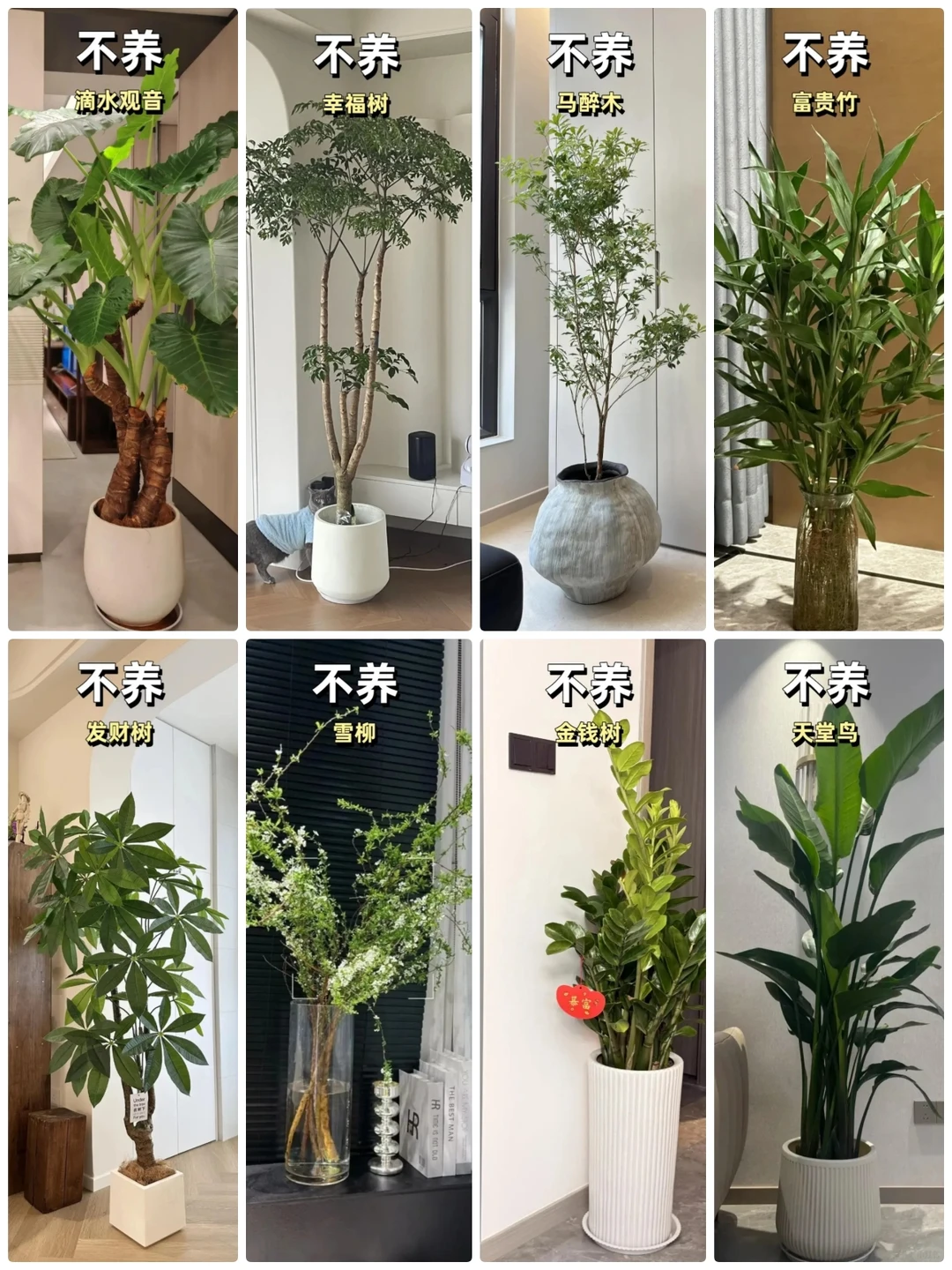 懒人客厅绿植推荐合集，新手可闭眼入！！！