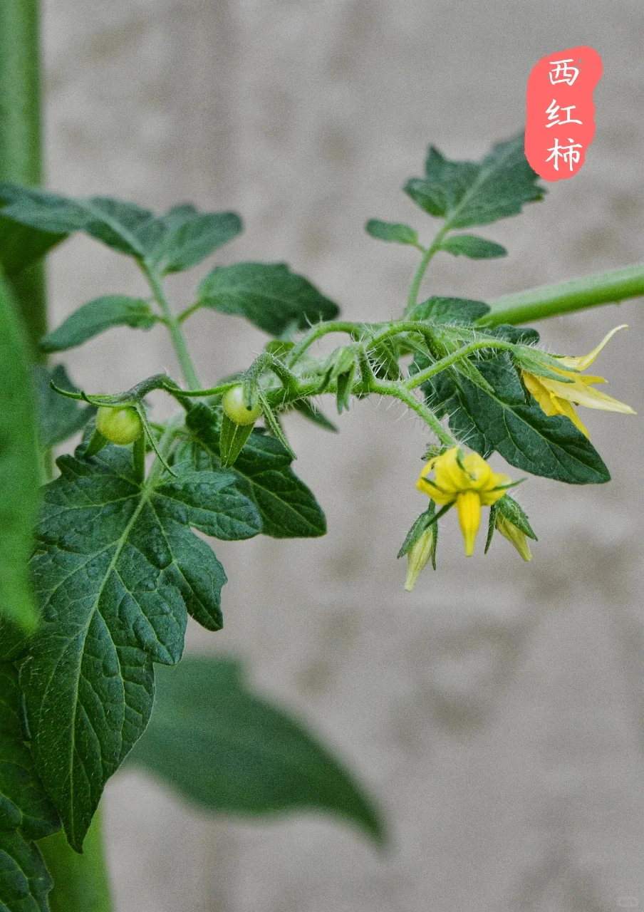 【蔬菜与花】看看爱吃的蔬菜，花?长什么样