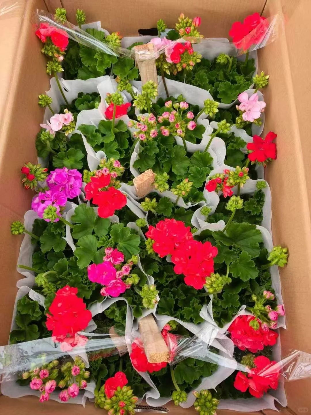 宝子们来猜猜你们认识那几款花花。