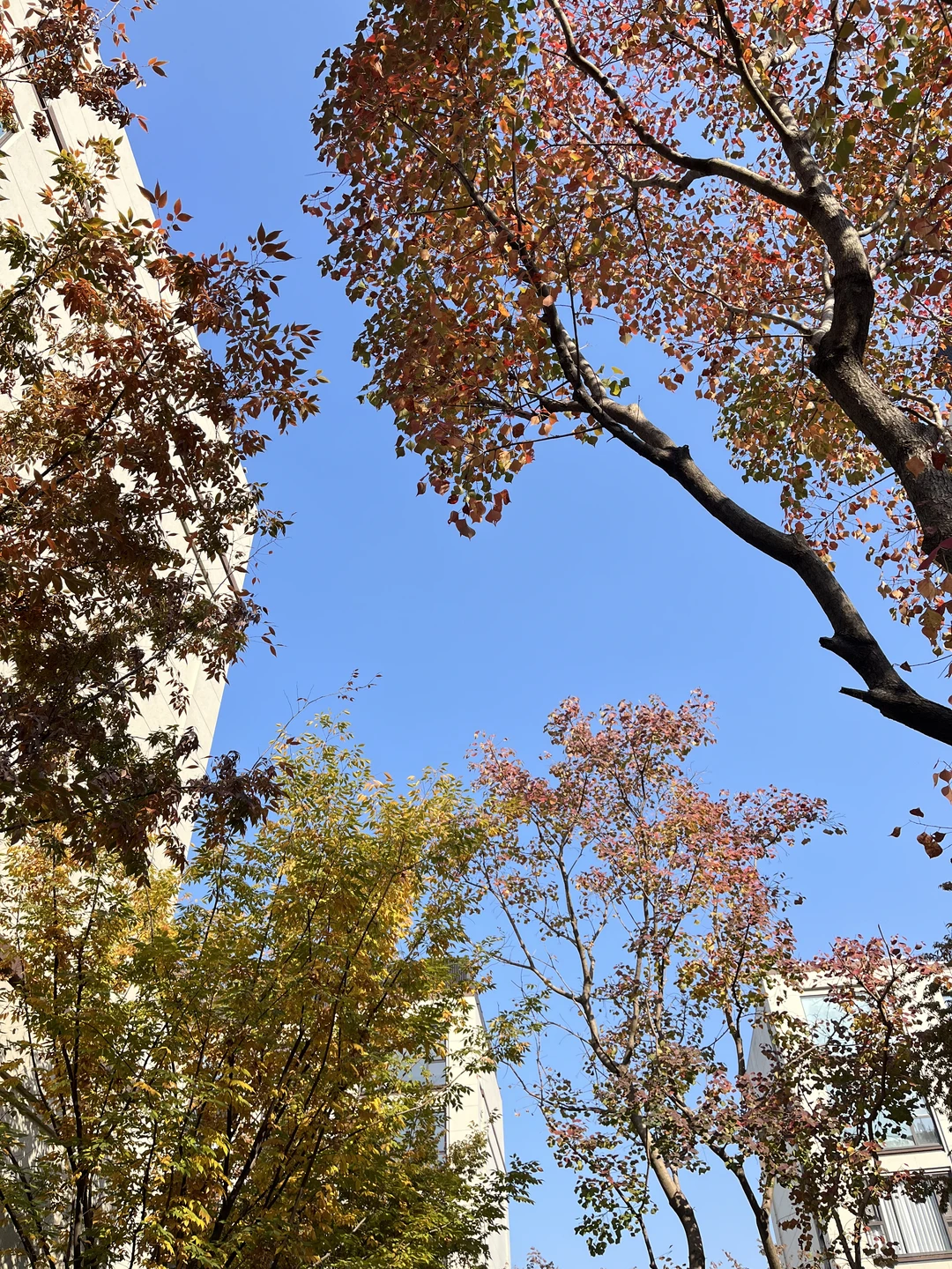 00后毕业女大钢材生卖钢第419天?