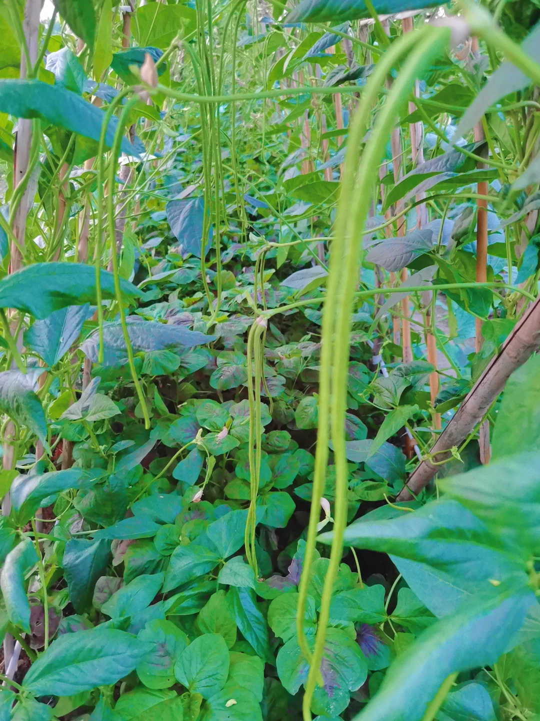 蔬菜品种合集???????