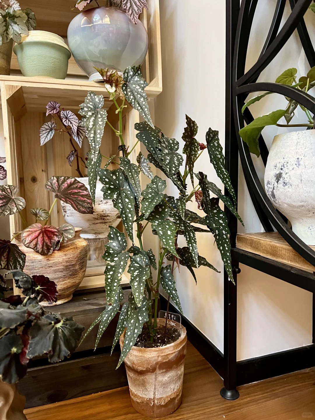 封闭阳台，一棵会开花的树