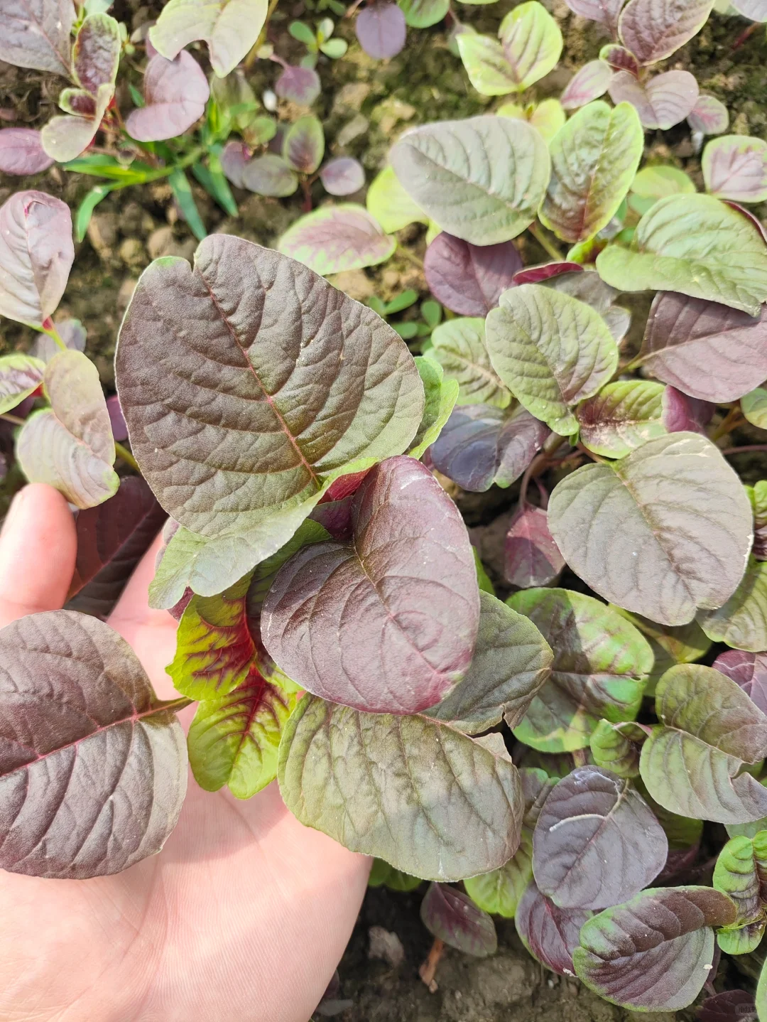 看看?我都种了啥⁉️