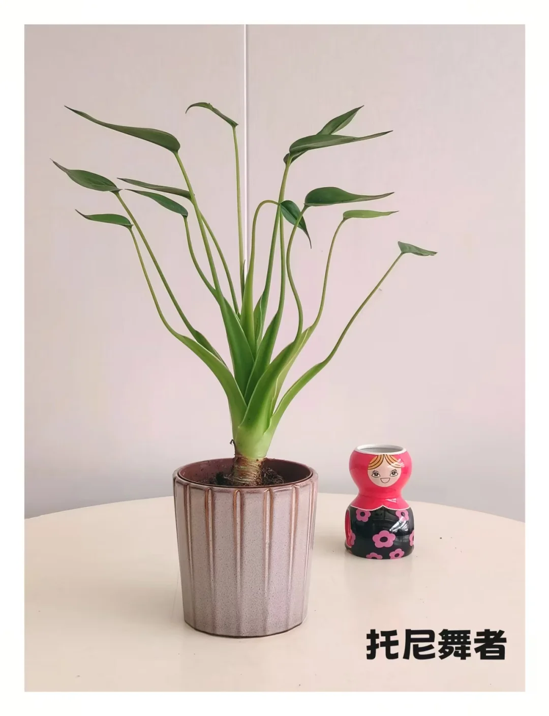 石家庄一株小绿植物摄影?合集～