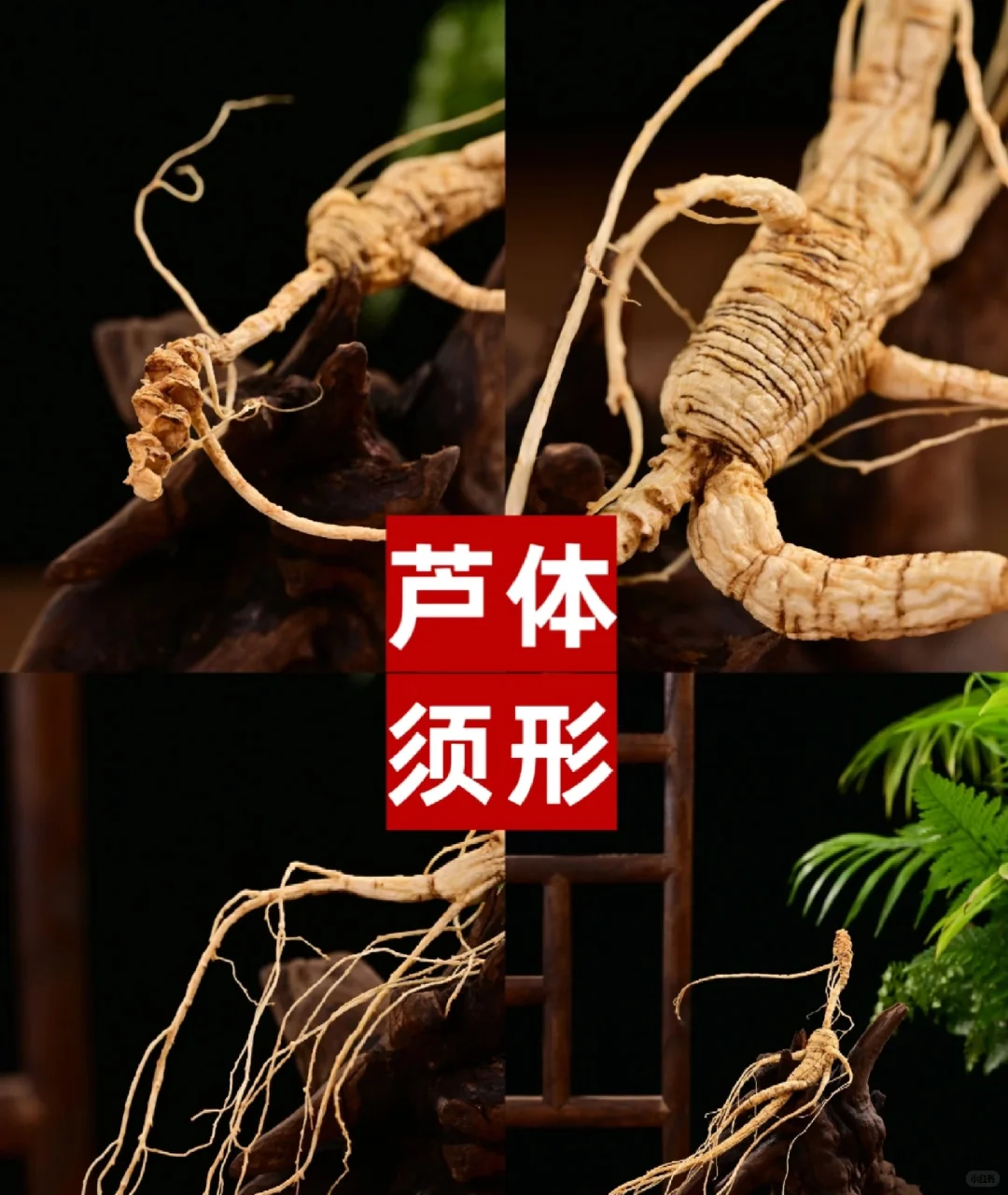 不怕被坑的别进！！如何选择林下参籽货？