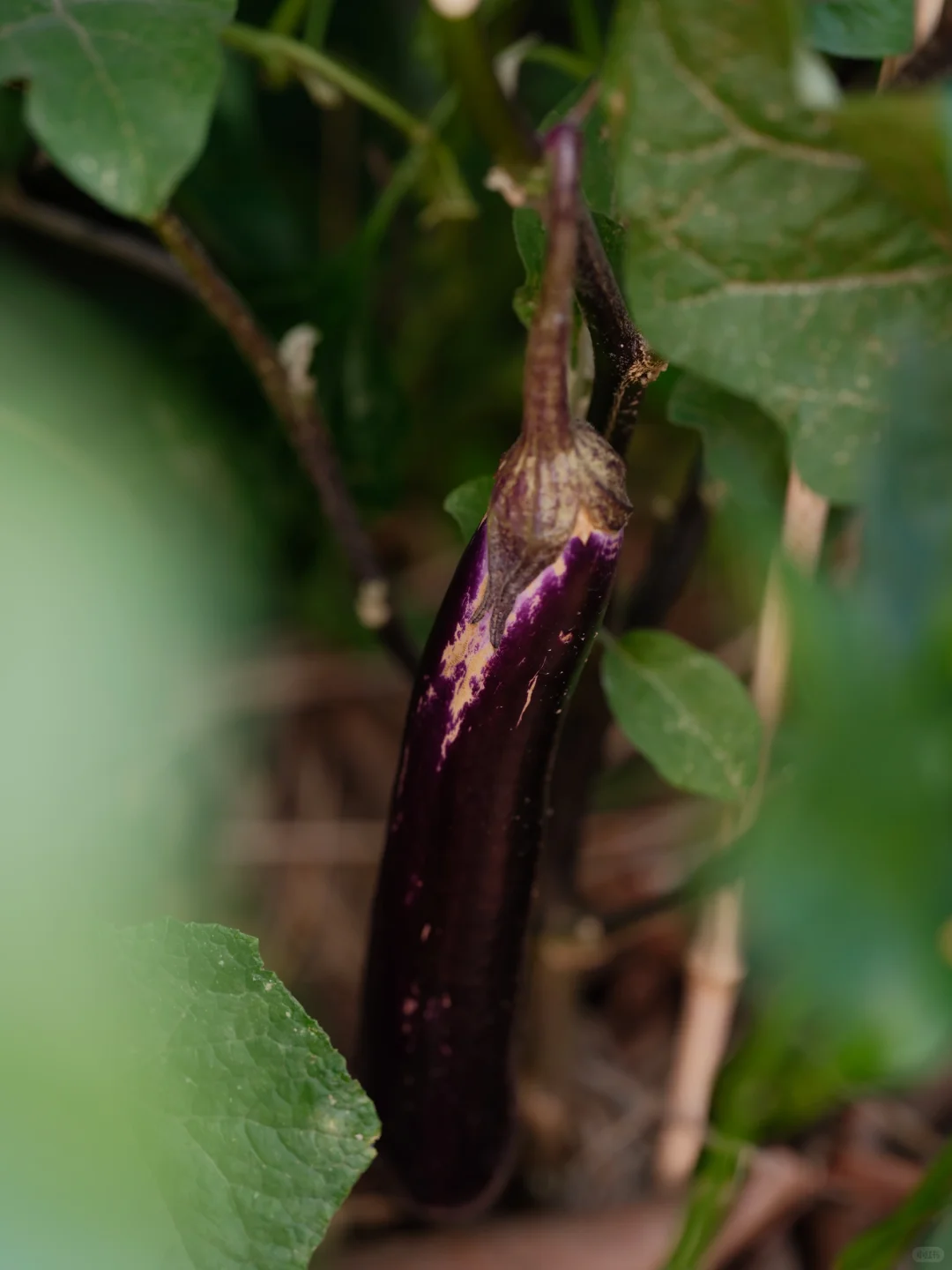 我要我的小菜园~各种蔬菜