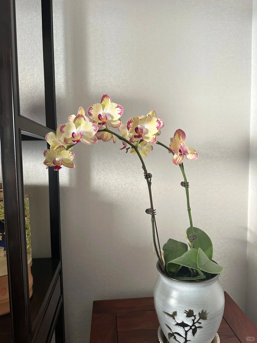 这个角落是属于蝴蝶兰的