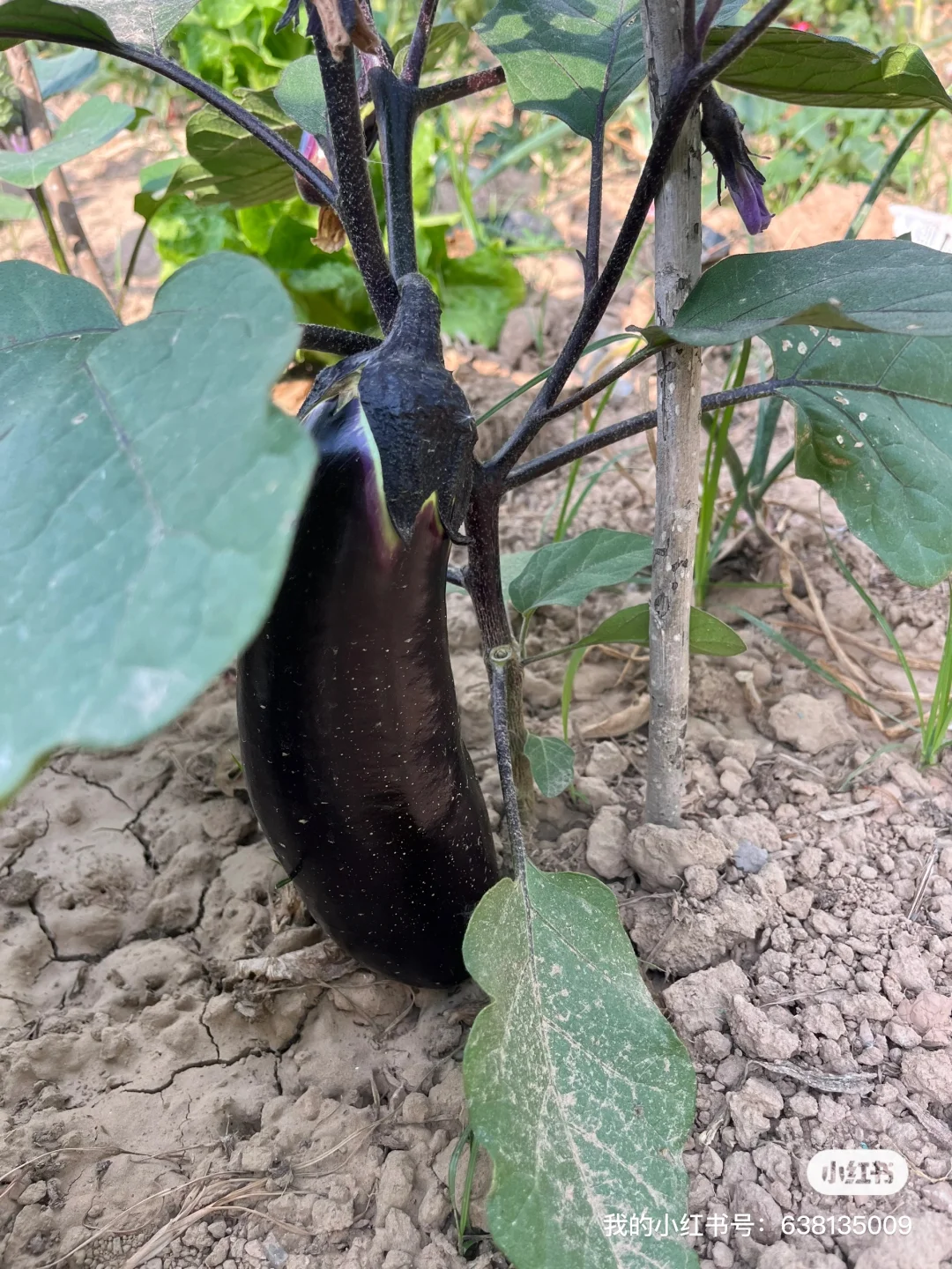 小菜园的菜涨势喜人啊?