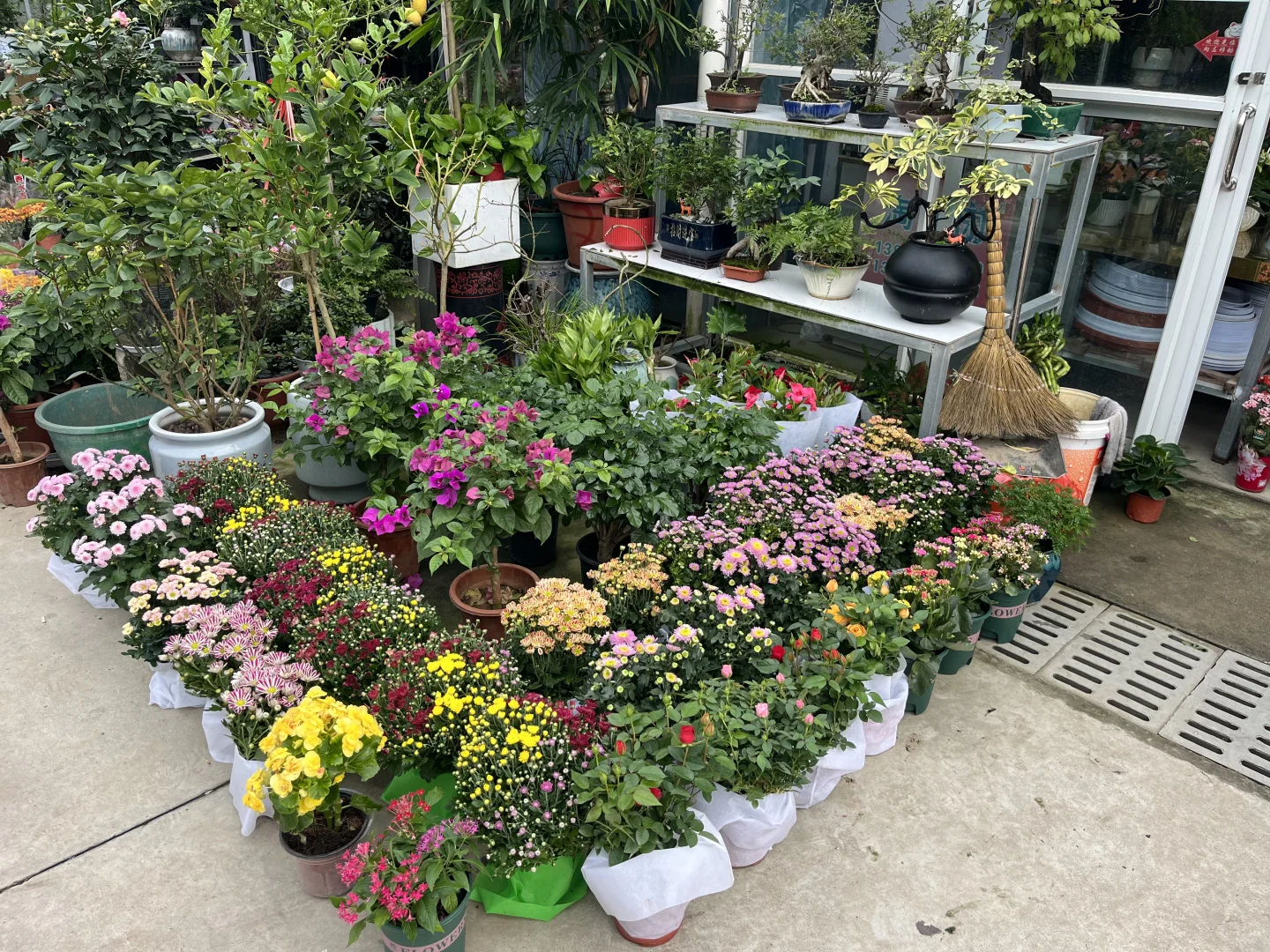 快来为家中添置些漂亮绿植吧！新货上架！