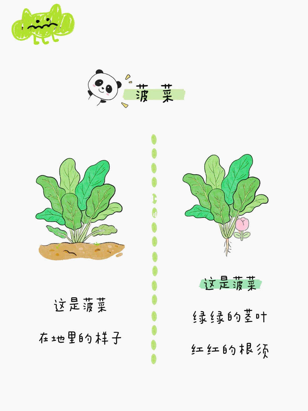 给小朋友的蔬菜图鉴