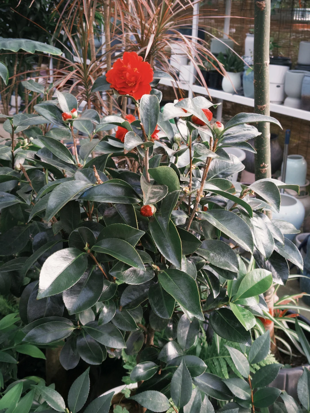 工作可以再找，但今天的绿色必须存档?