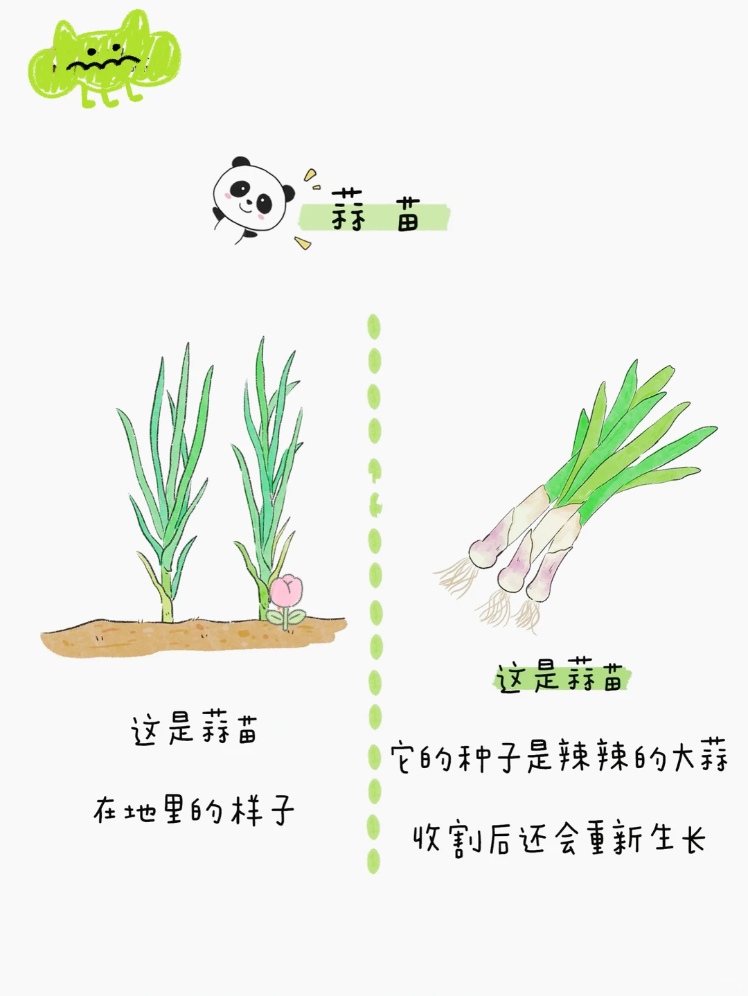 给小朋友的蔬菜图鉴