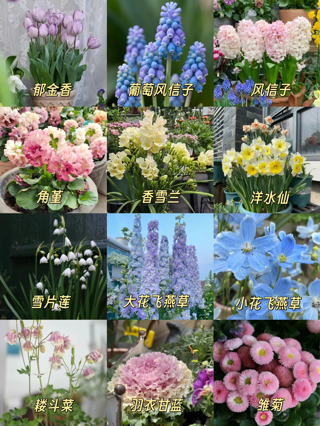 4️⃣8️⃣种冬天也能养的花 闭眼入不踩雷‼️