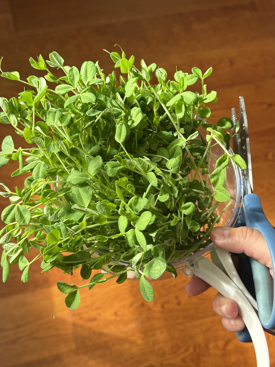 速报❗️刻在DNA里的种菜基因已经觉醒了?