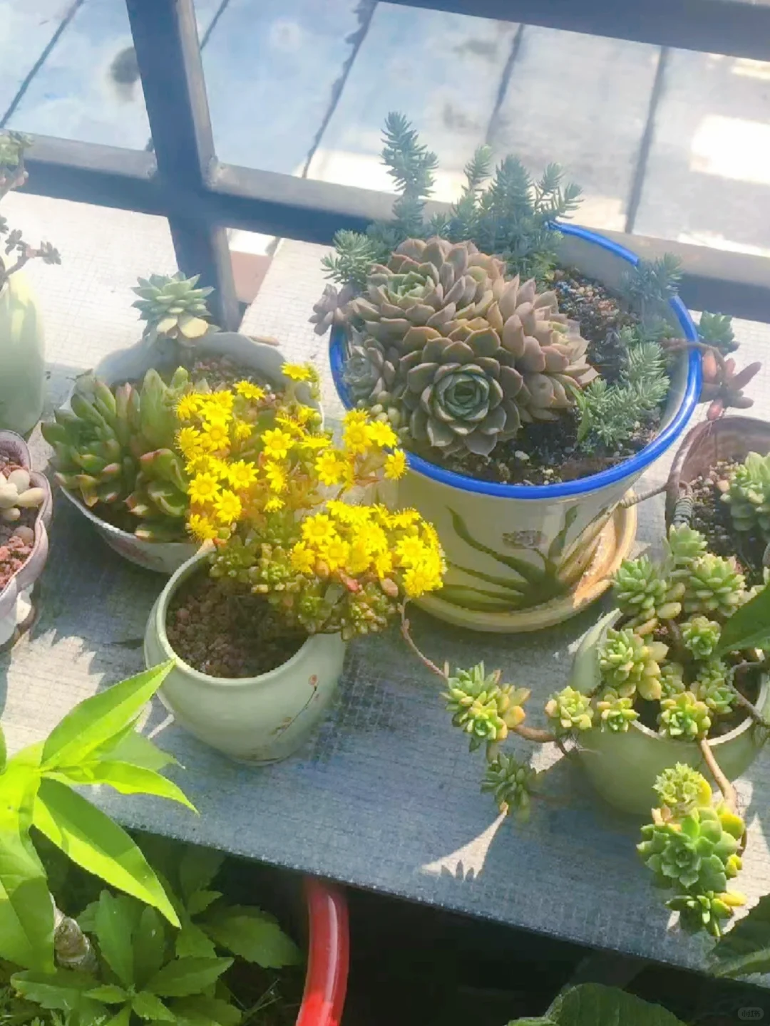 谁懂养花人的快乐?