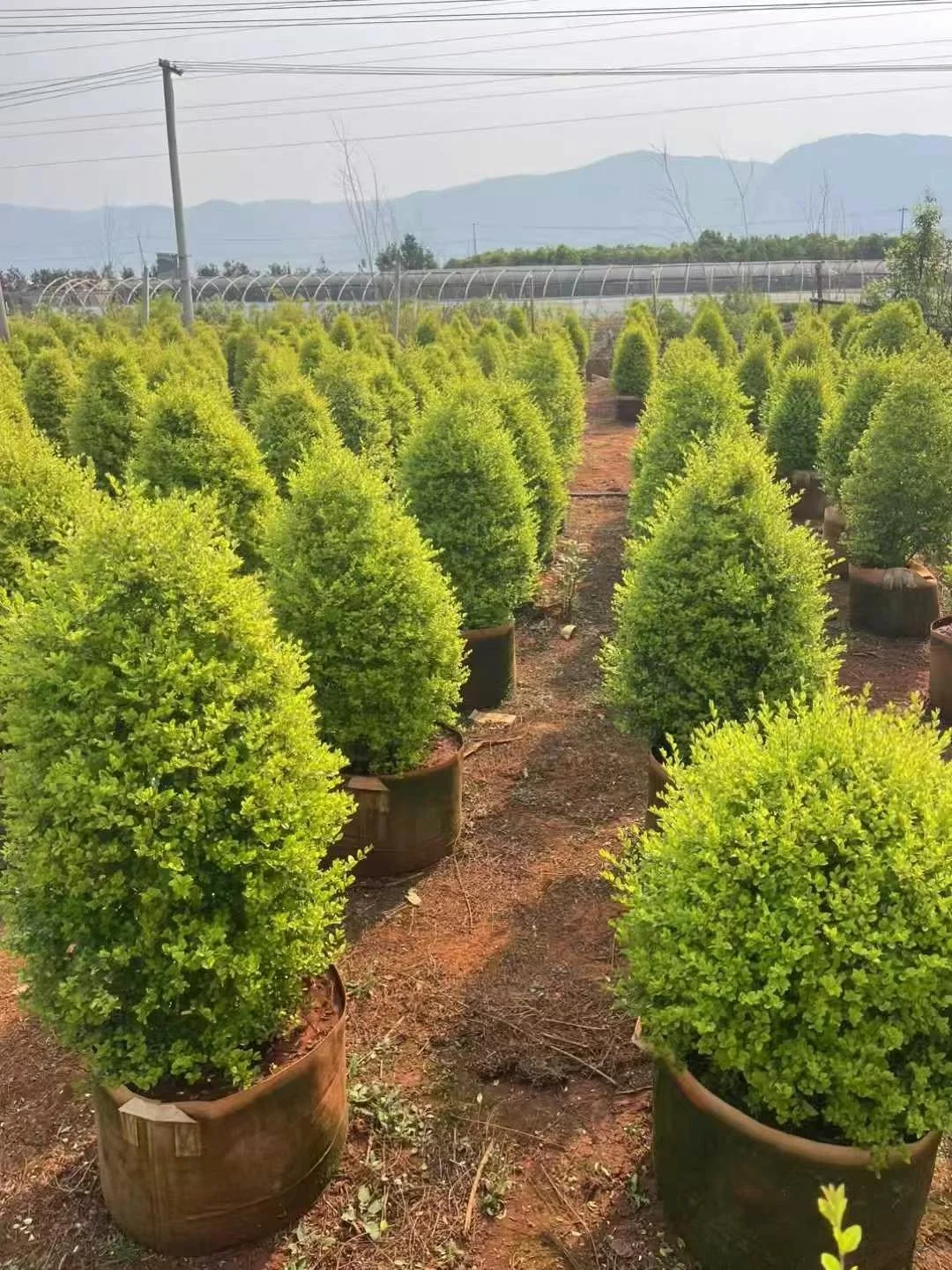 宝子们来猜猜你们认识那几款花花。