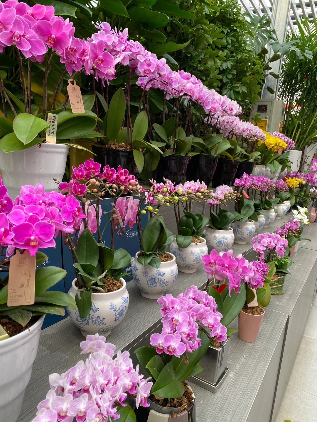 无意间发现一个宝藏花卉市场