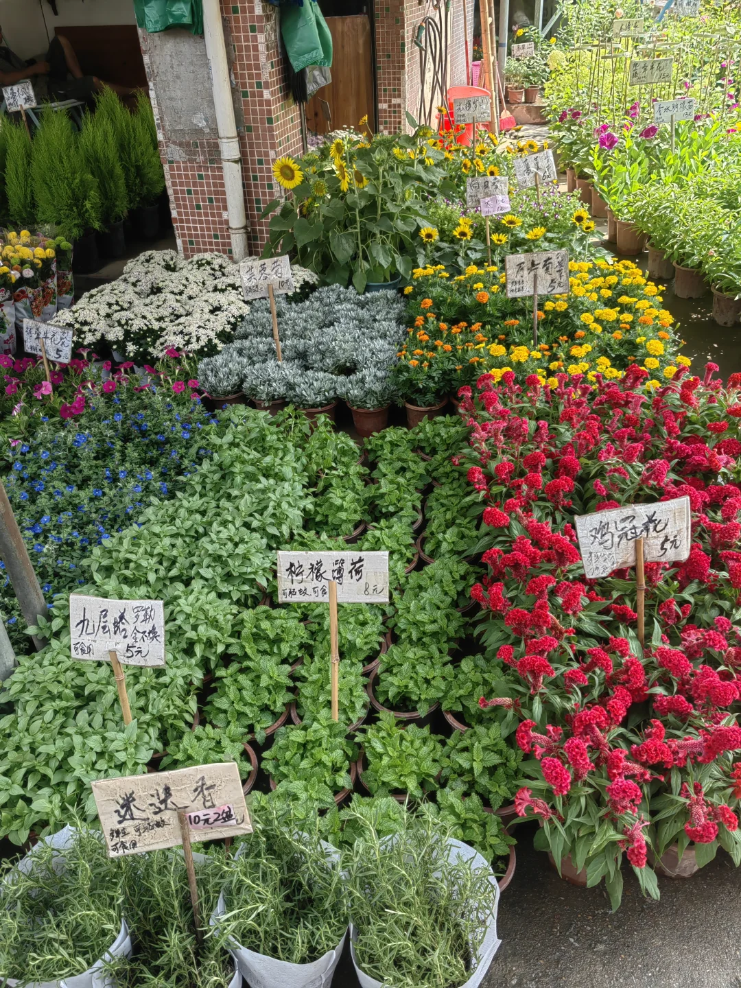 花花品种多了！2025.10.17岭南花卉市场