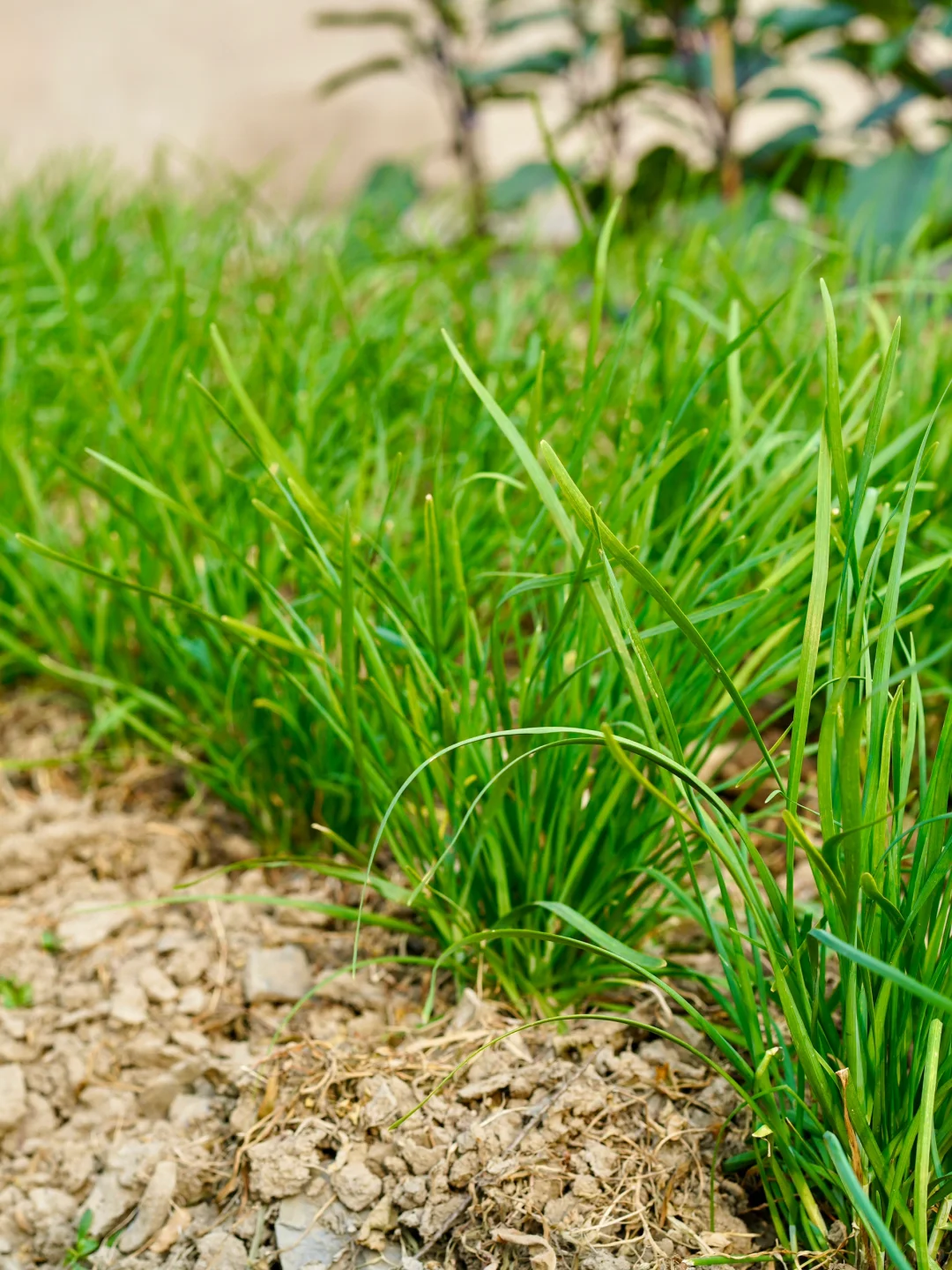 田园夏趣?乌村，让夏天的记忆不只有冰淇淋