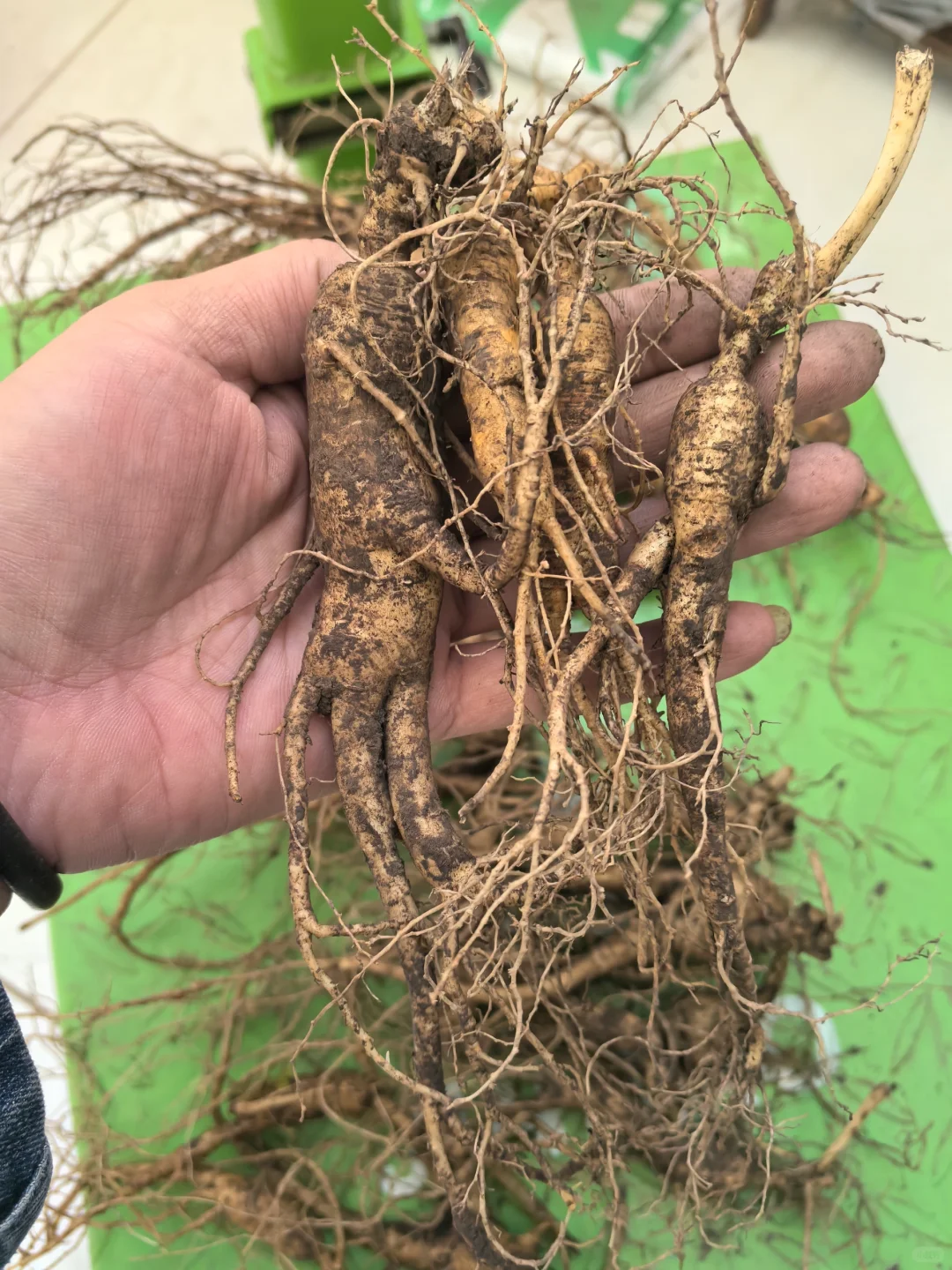 林下籽残参，品相不好看，自用性价比高