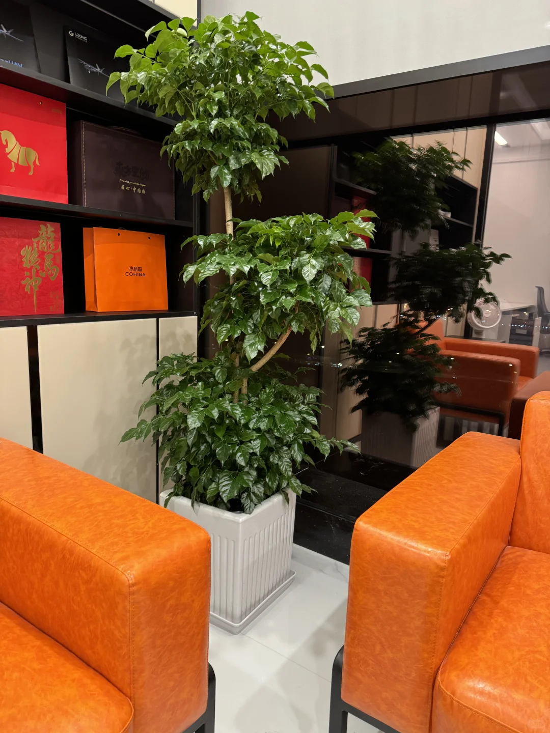 办公室必备的8️⃣款绿植☘️