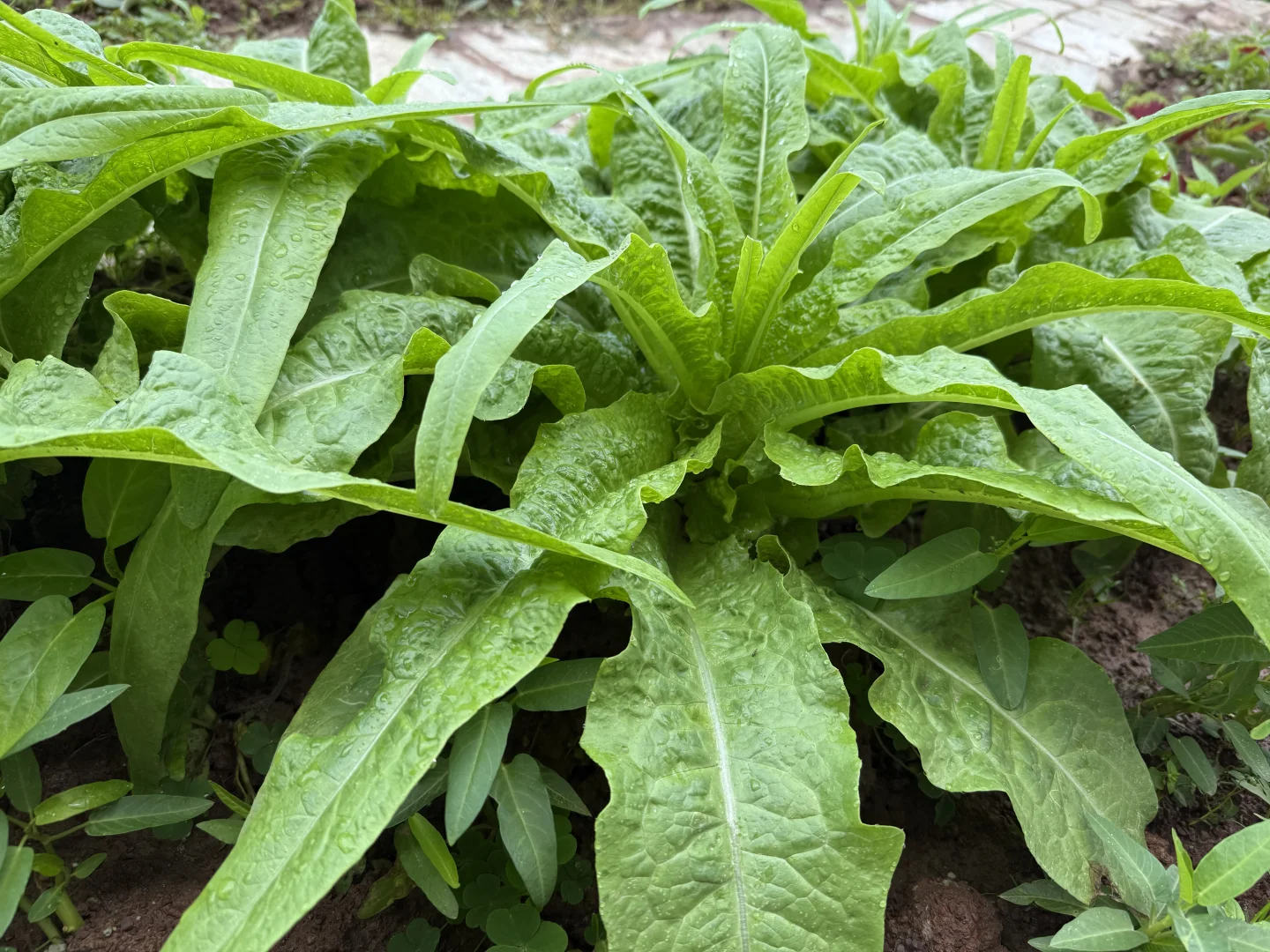 万物生长皆可见（蔬菜种植）