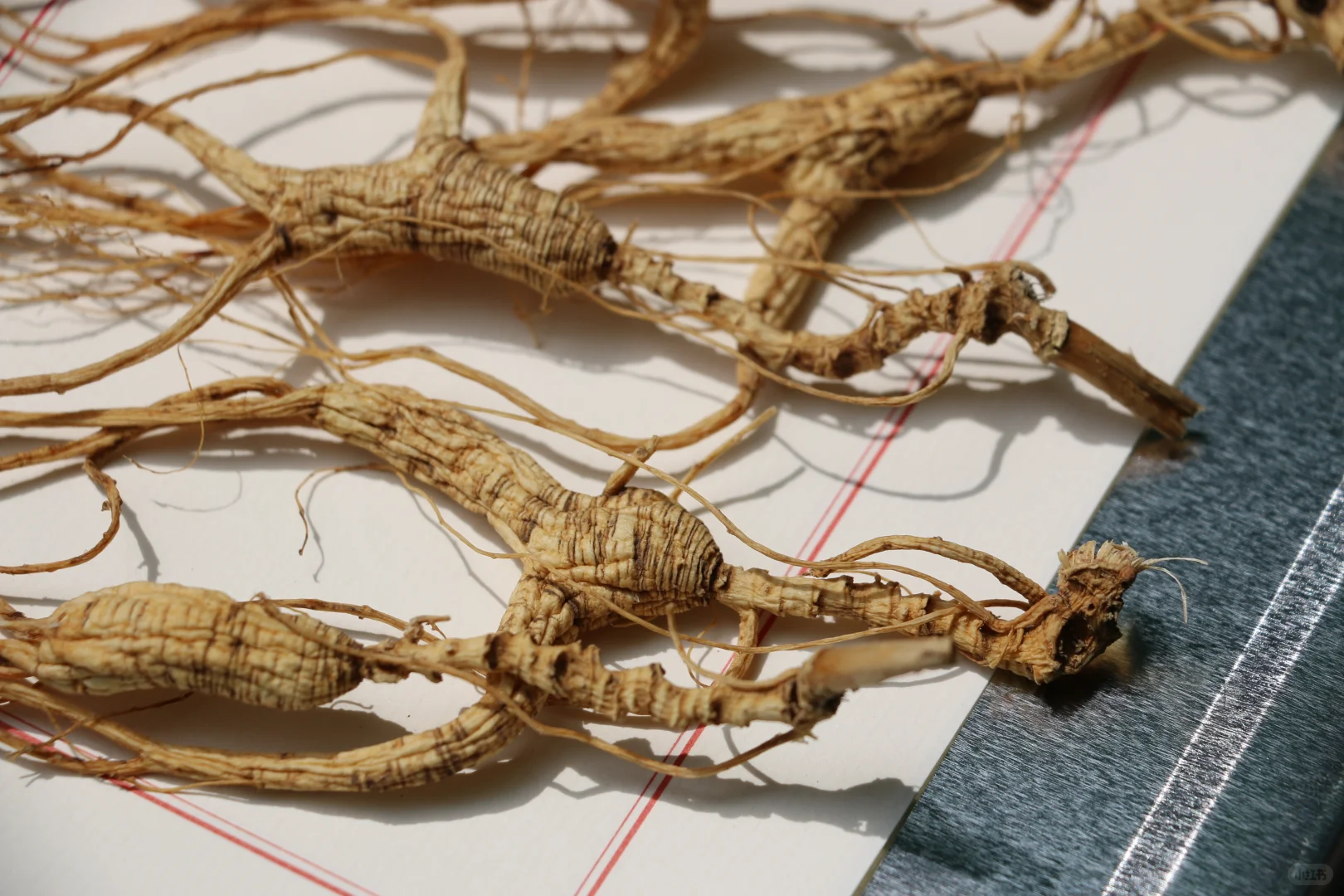 【本草】林下参