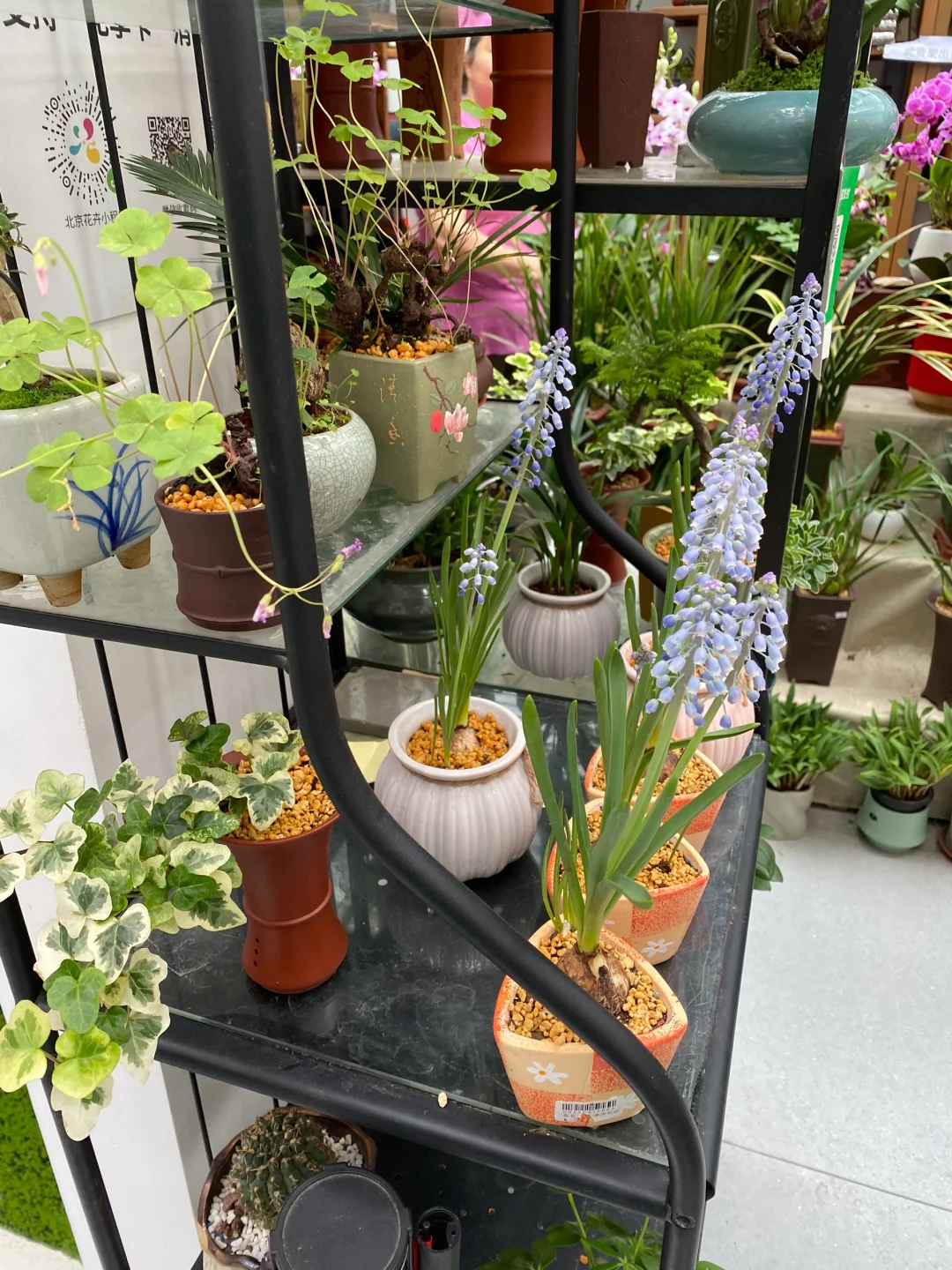 无意间发现一个宝藏花卉市场