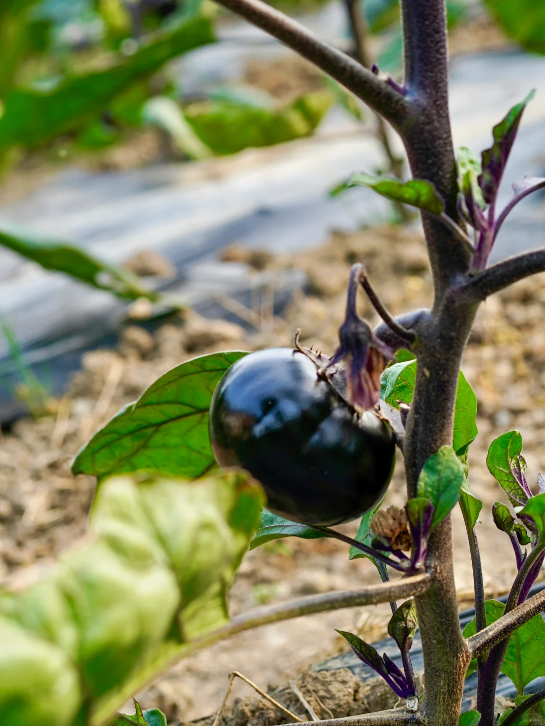 田园夏趣?乌村，让夏天的记忆不只有冰淇淋