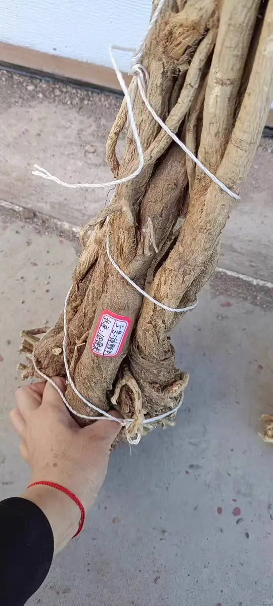 野生黄芪枸杞林下参（人参）东北长白山野生