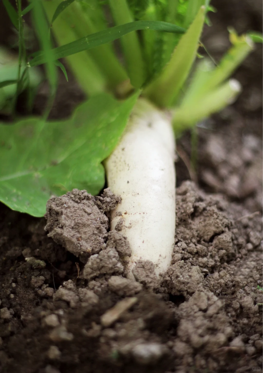 北京农场四季蔬菜不间断，冬季采摘不停歇！