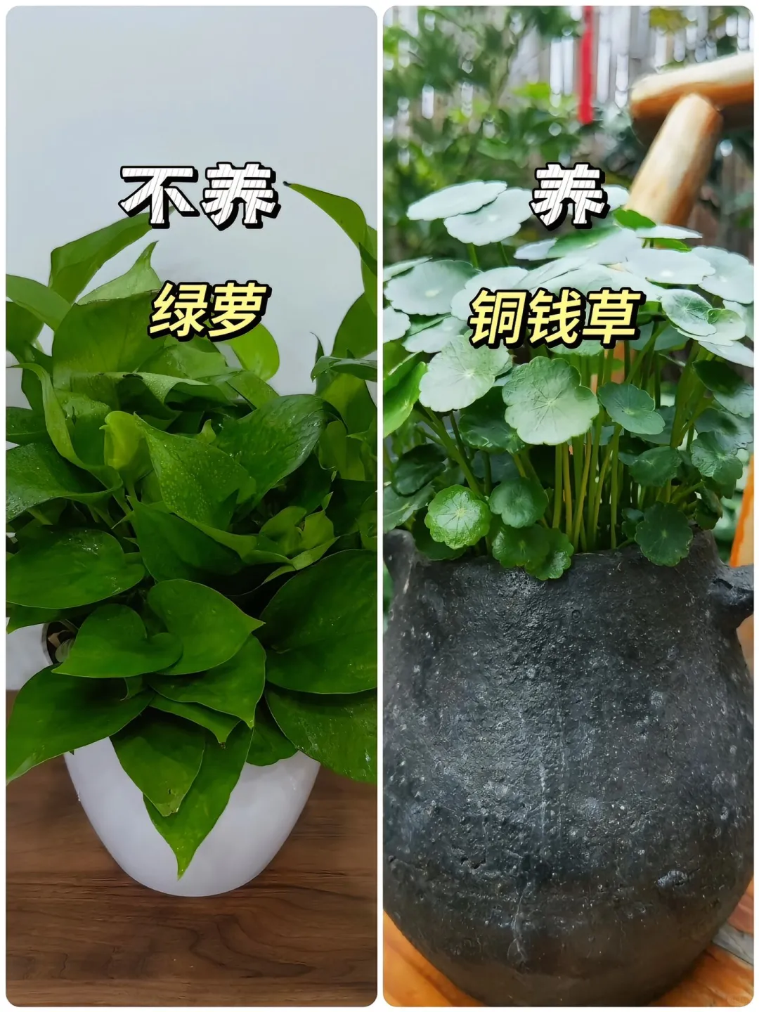 适合懒人养的高颜值绿植?！