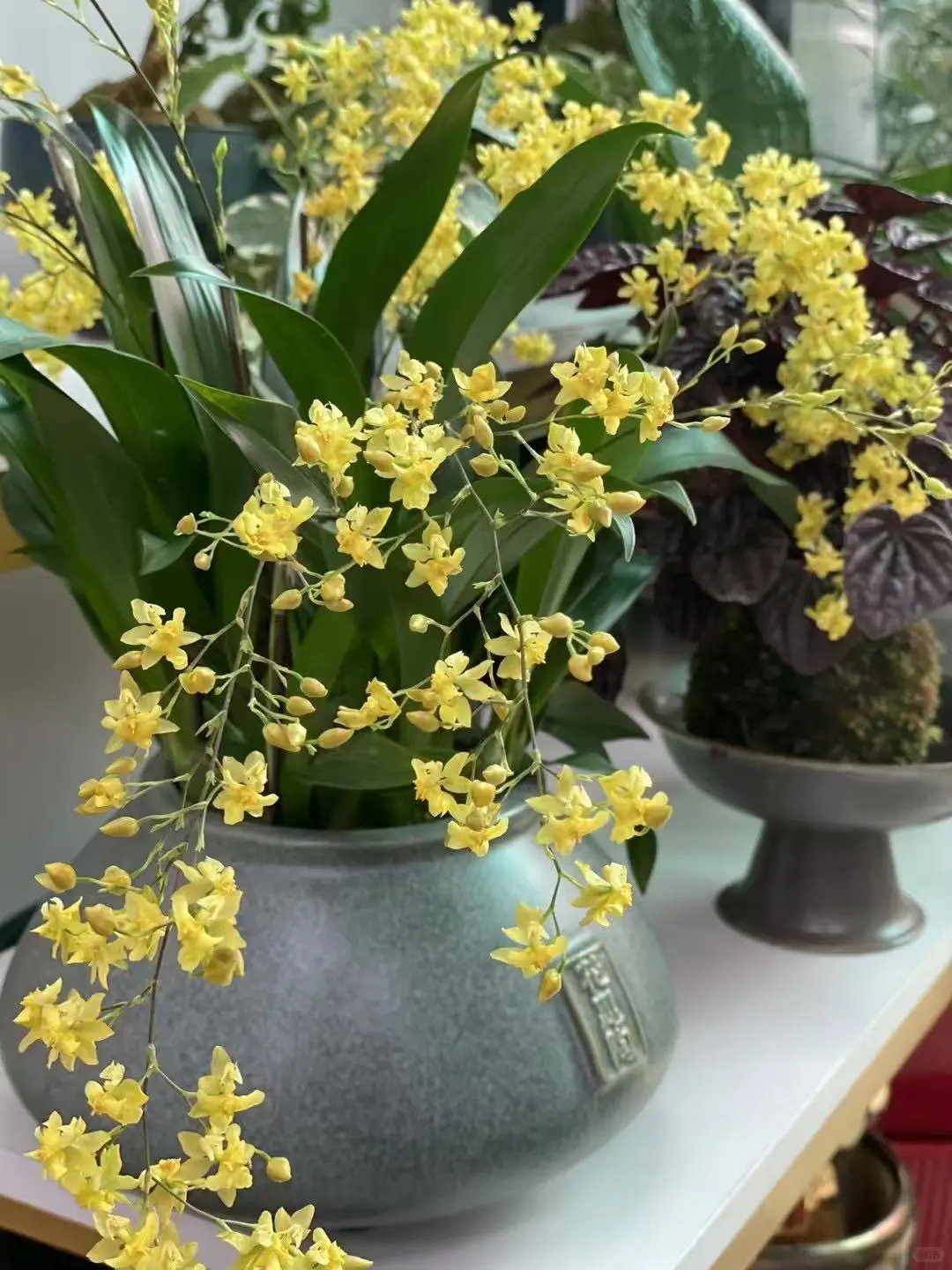 治愈系｜养花如养人,取悦自己