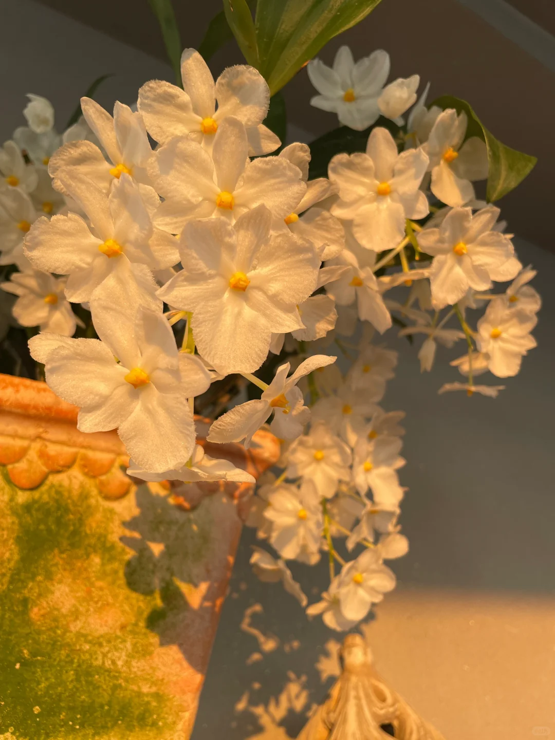 我的兰花（二）