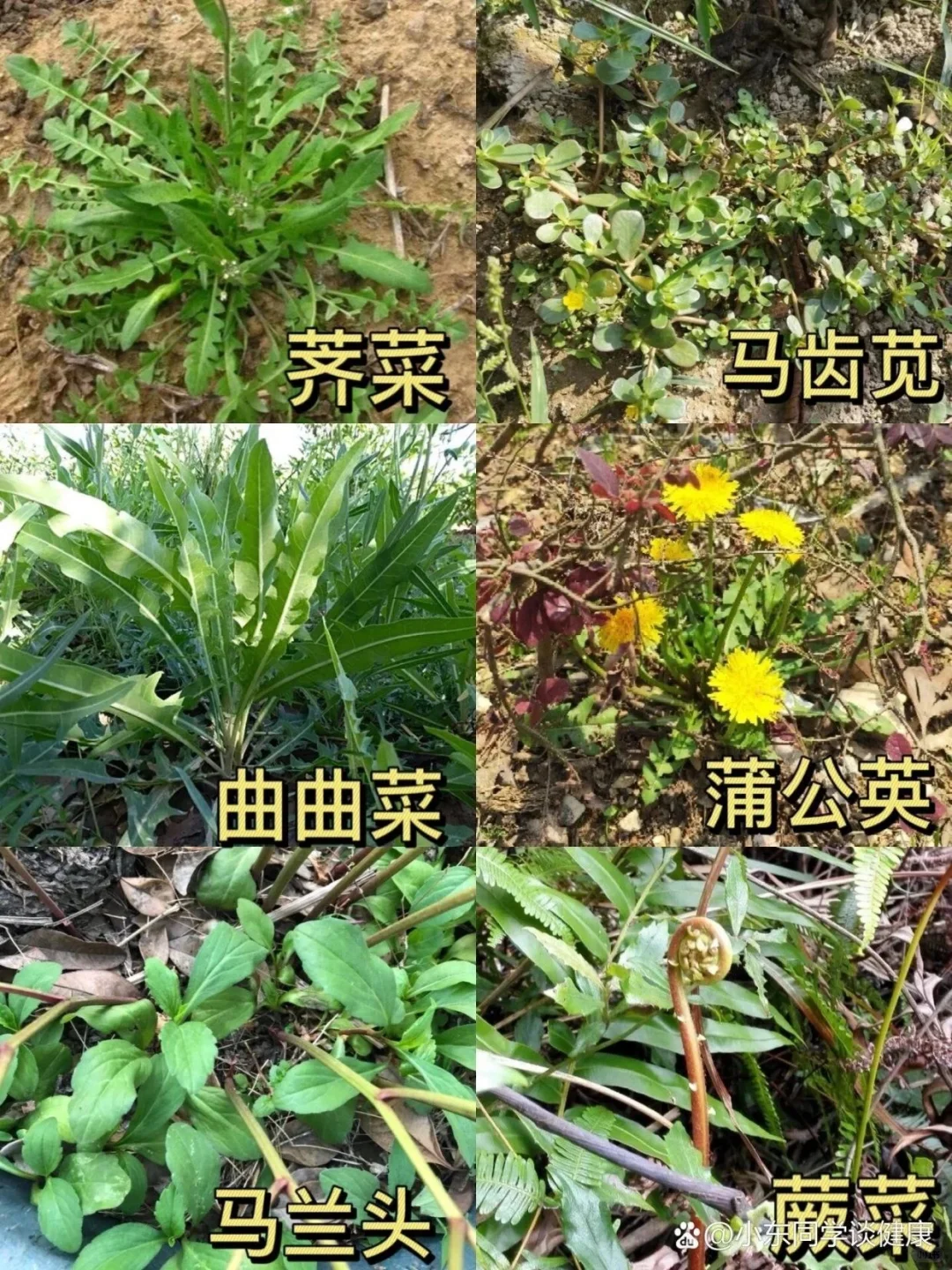 教你认识果蔬part2