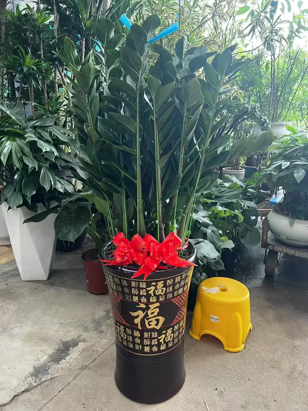 深圳绿植香港可送货上门