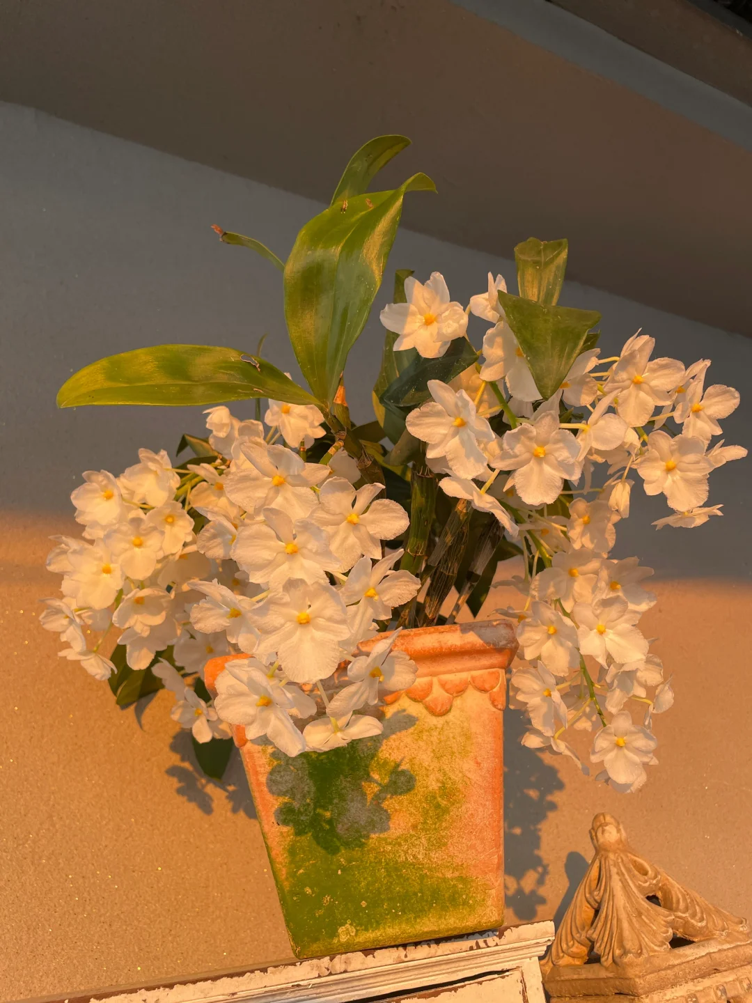 我的兰花（二）