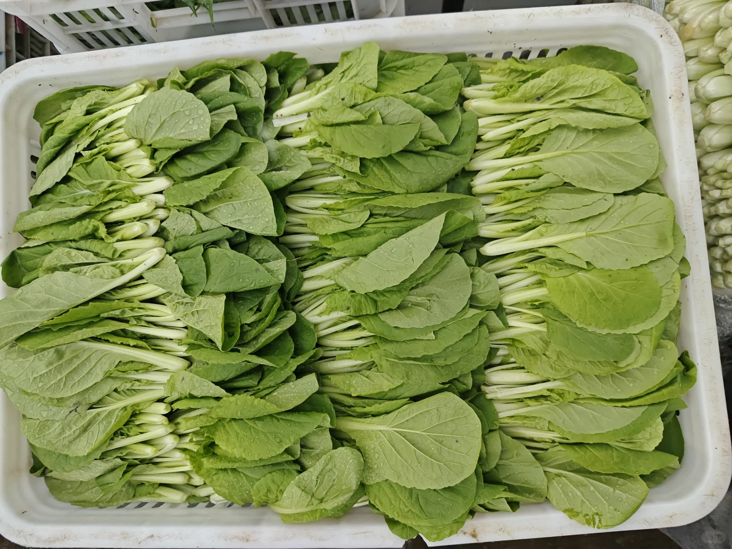 合肥10月1号国庆节蔬菜批发价格