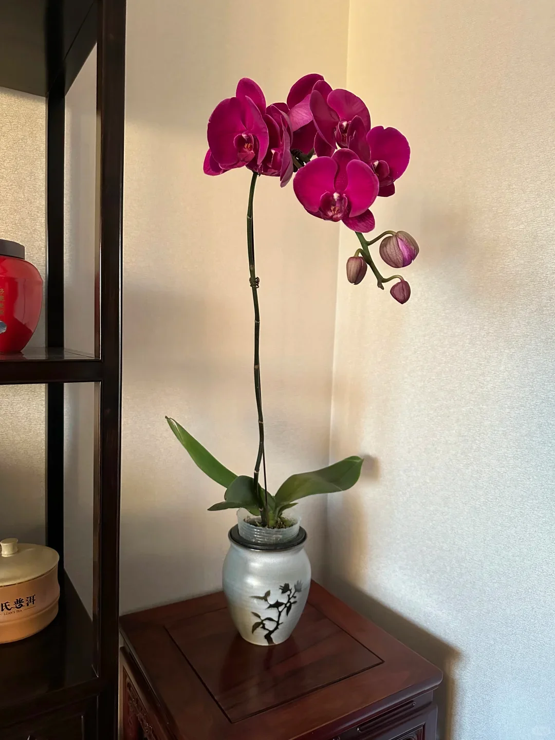 这个角落是属于蝴蝶兰的