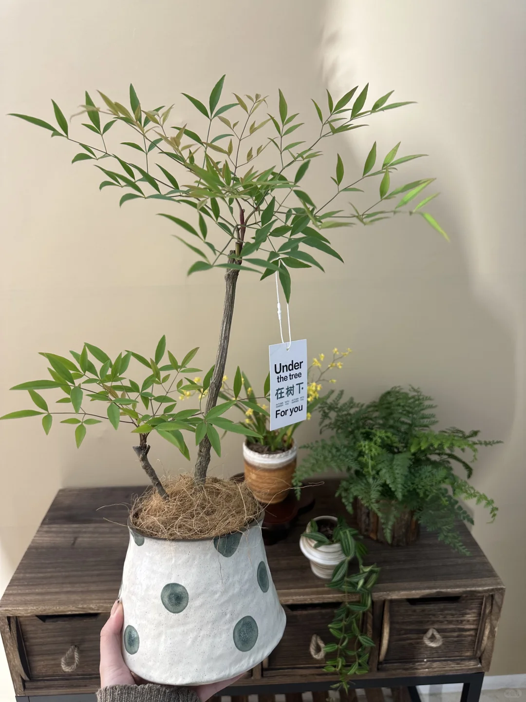 平价小众绿植分享?