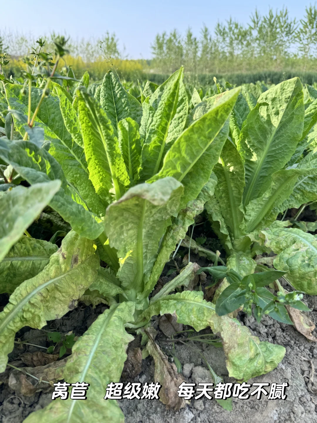 老妈的宝藏菜园，承包我家一年的蔬菜?